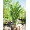 EUROPALMS Kentia Palme, Kunstpflanze, 140cm