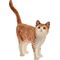 Katze