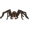Aragog