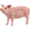 Schwein