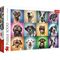 Premium Puzzle 1000 Teile Hunde Porträt