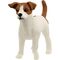 Jack Russell Terrier