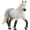Percheron Stute