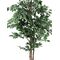 EUROPALMS Silberficus-Benjamini, Kunstpflanze,  180cm
