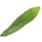 EUROPALMS Aloeblatt (EVA), künstlich, grün, 60cm