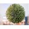 EUROPALMS Sukkulenten Kugel (EVA), Kunstpflanze, grün, 20cm