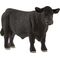 Black Angus Bulle