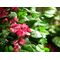 EUROPALMS Bougainvillea, Kunstpflanze, rosa, 150cm