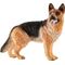 Schäferhund