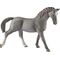 HC Trakehner Stute