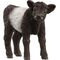 Galloway Kalb