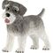 Zwergschnauzer