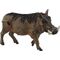 Warzenschwein
