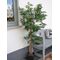 EUROPALMS Ficus Longifolia, Kunstpflanze, 165cm