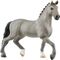 Cheval de Selle Francais Hengst