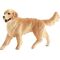 Golden Retriever Hündin