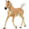 Haflinger Fohlen