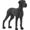 Dänische Dogge
